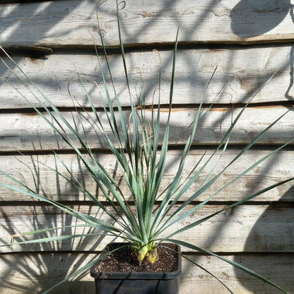 Dasylirion berlandieri , total 100 cm, 10 ltr. pot (No. 2)