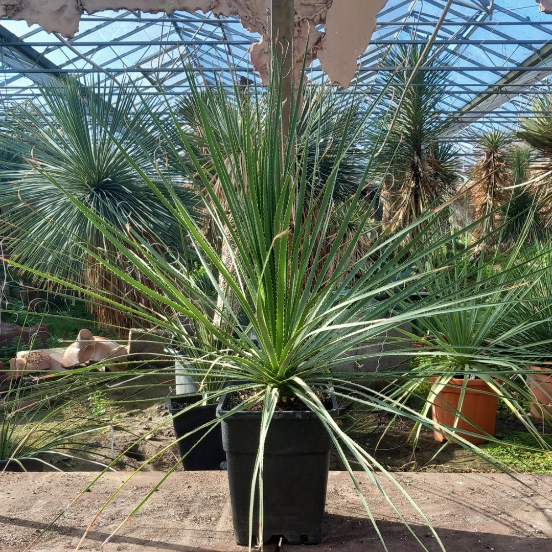 Dasylirion berlandieri , total 100 cm, 10 ltr. pot (No. 1)