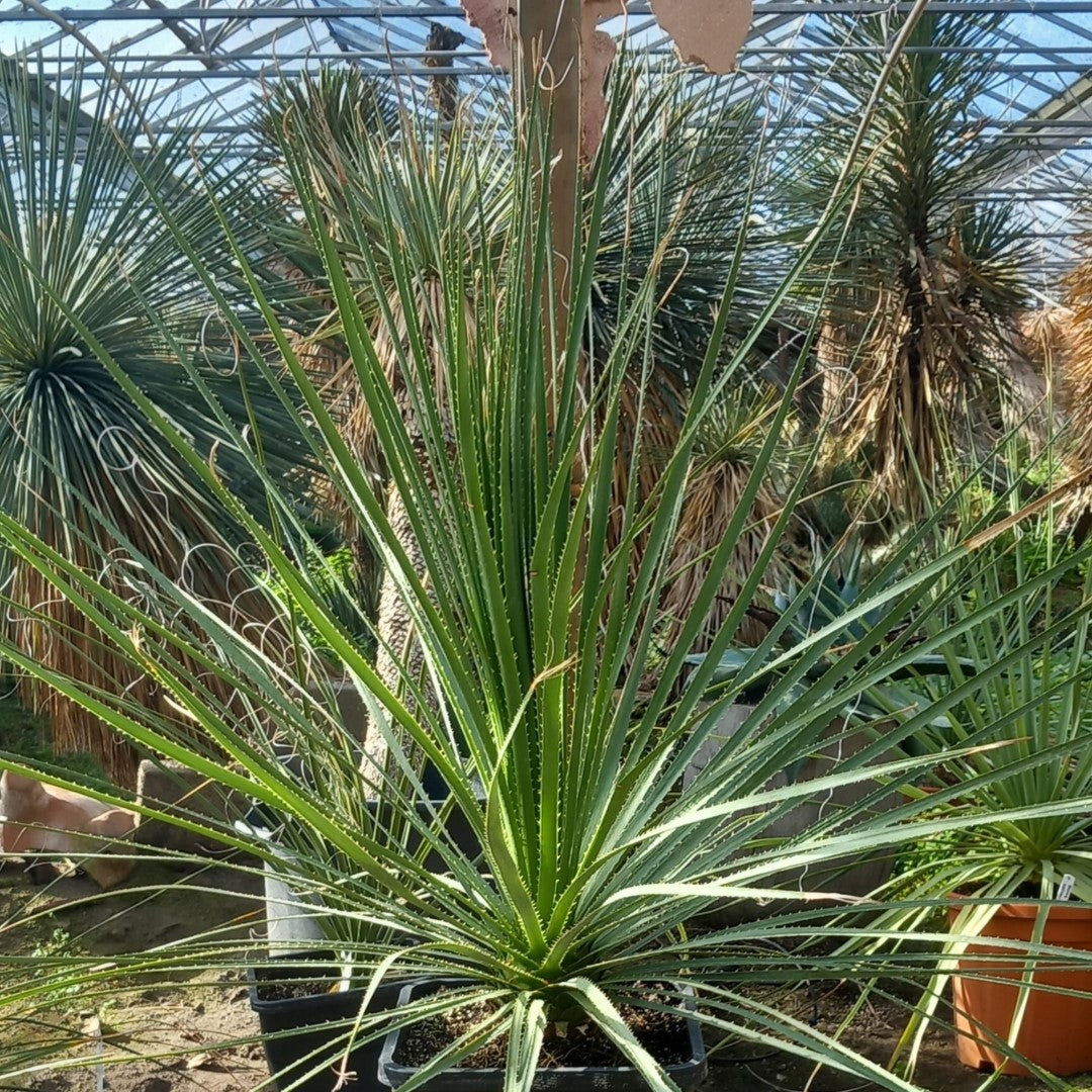 Dasylirion berlandieri , total 100 cm, 10 ltr. pot (No. 1)
