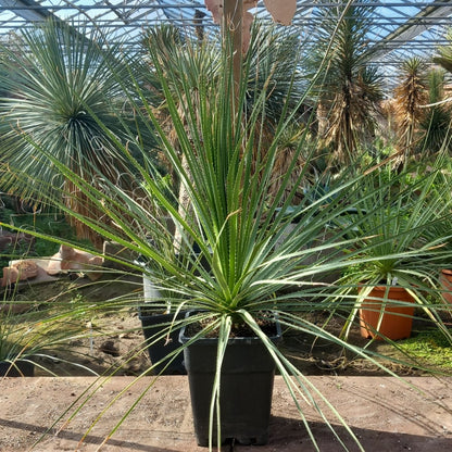Dasylirion berlandieri , total 100 cm, 10 ltr. pot (No. 1)