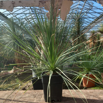 Dasylirion berlandieri , total 100 cm, 10 ltr. pot (No. 1)