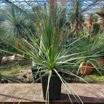 Dasylirion berlandieri , total 100 cm, 10 ltr. pot (No. 1)