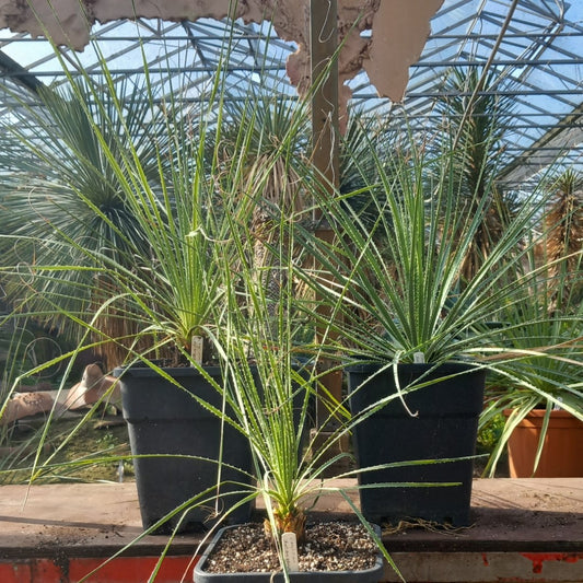 Dasylirion durangense, total 80-110 cm, 10 ltr. pot
