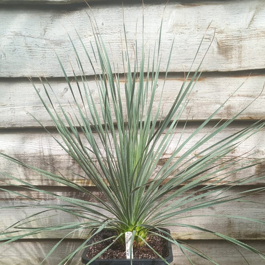 Dasylirion durangense double, total 90 cm, 10 ltr. pot (No. 2)