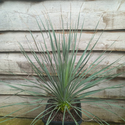 Dasylirion durangense double, total 90 cm, 10 ltr. pot (No. 2)