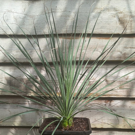 Dasylirion durangense, total 80 cm, 10 ltr. pot (No. 3)