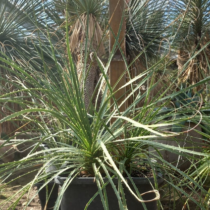 Dasylirion durangense double, total 80 cm, 10 ltr. pot