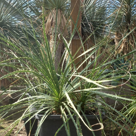 Dasylirion durangense double, total 80 cm, 10 ltr. pot