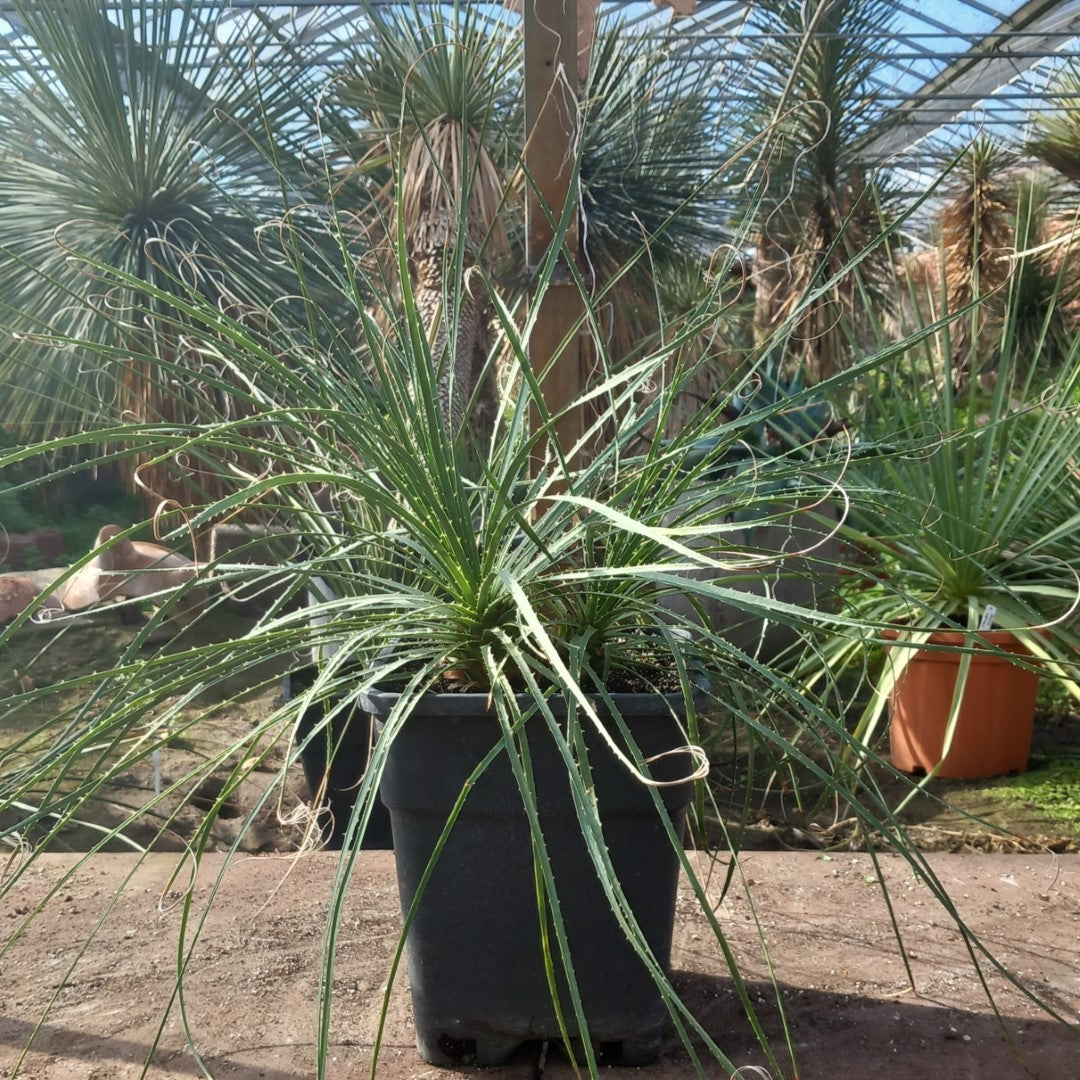 Dasylirion durangense double, total 80 cm, 10 ltr. pot