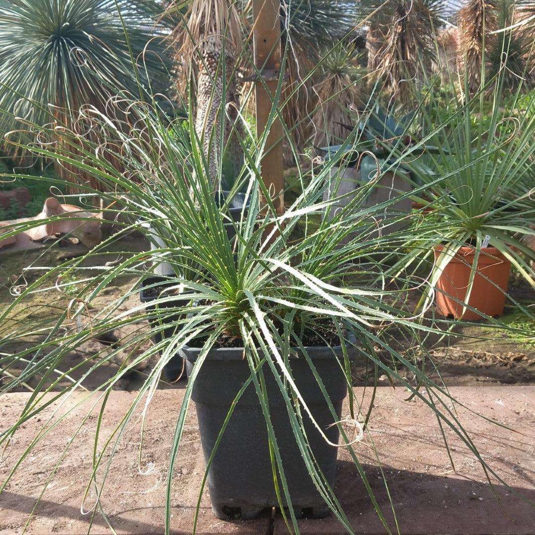 Dasylirion durangense double, total 80 cm, 10 ltr. pot