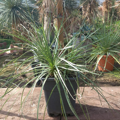 Dasylirion durangense double, total 80 cm, 10 ltr. pot