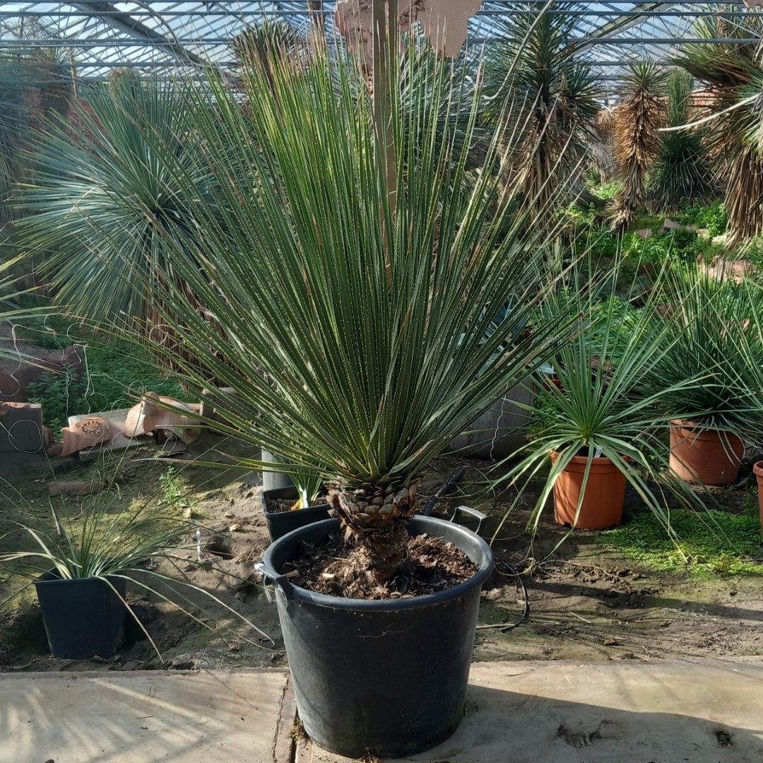 Dasylirion miquihuanensis, stem/total 40/165 cm, pot Ø52 cm (No. 1)