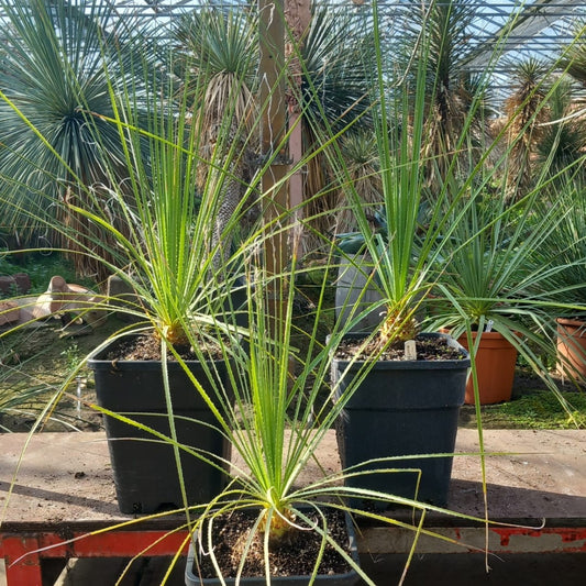 Dasylirion serratifolium, total 80-95 cm, 10 ltr. pot