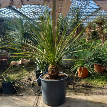 Dasylirion texanum, stem 25, total 160 cm, pot Ø45 cm (No. 2)