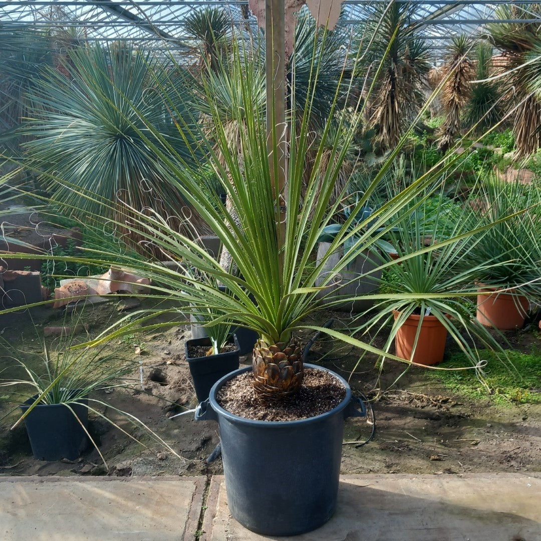 Dasylirion texanum, stem 25, total 160 cm, pot Ø45 cm (No. 2)