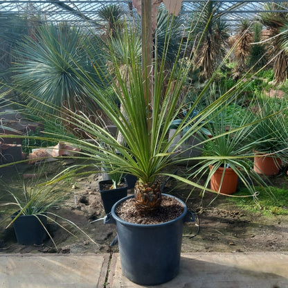 Dasylirion texanum, stem 25, total 160 cm, pot Ø45 cm (No. 2)