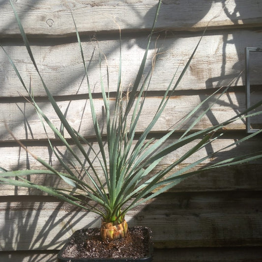 Dasylirion wheeleri, total 110 cm, 10 ltr. pot (No. 1)