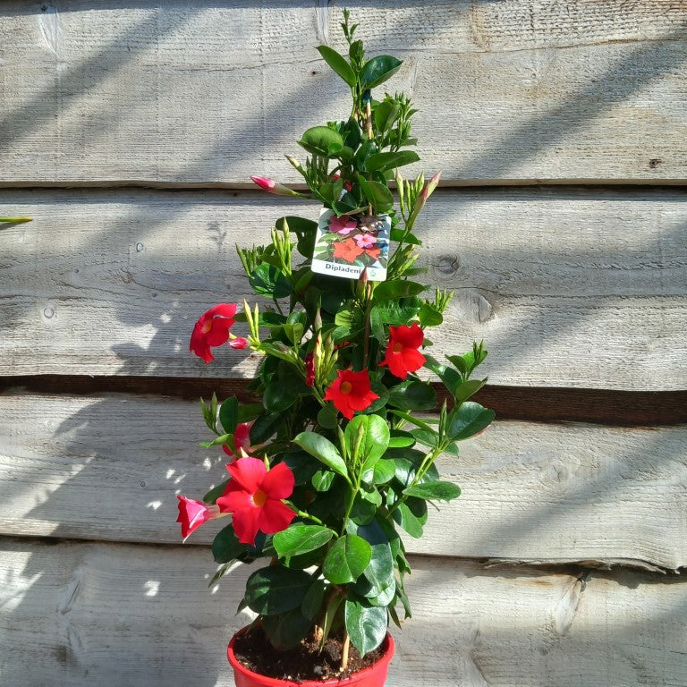 Dipladenia hybride, total 80 cm