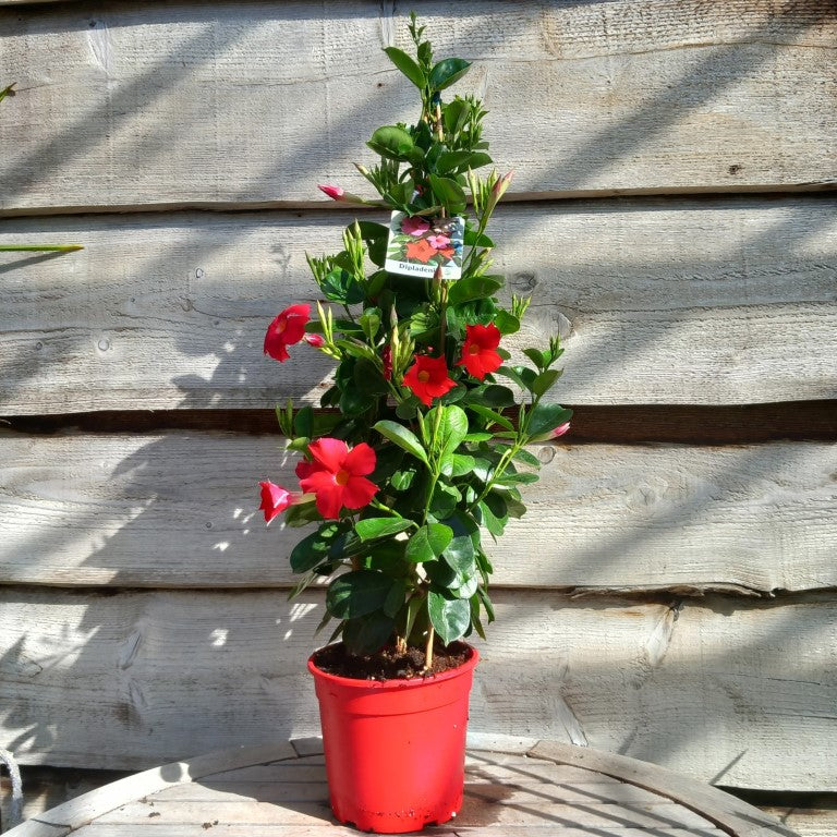 Dipladenia hybride, total 80 cm