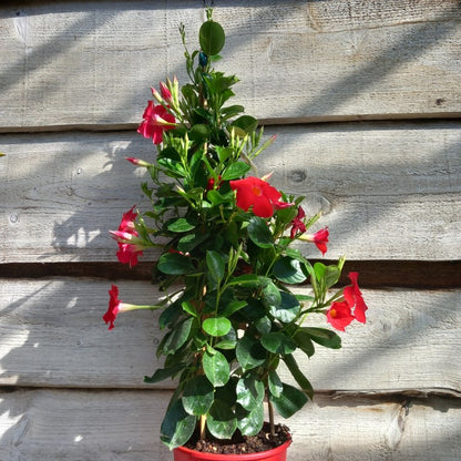 Dipladenia hybride, total 80 cm