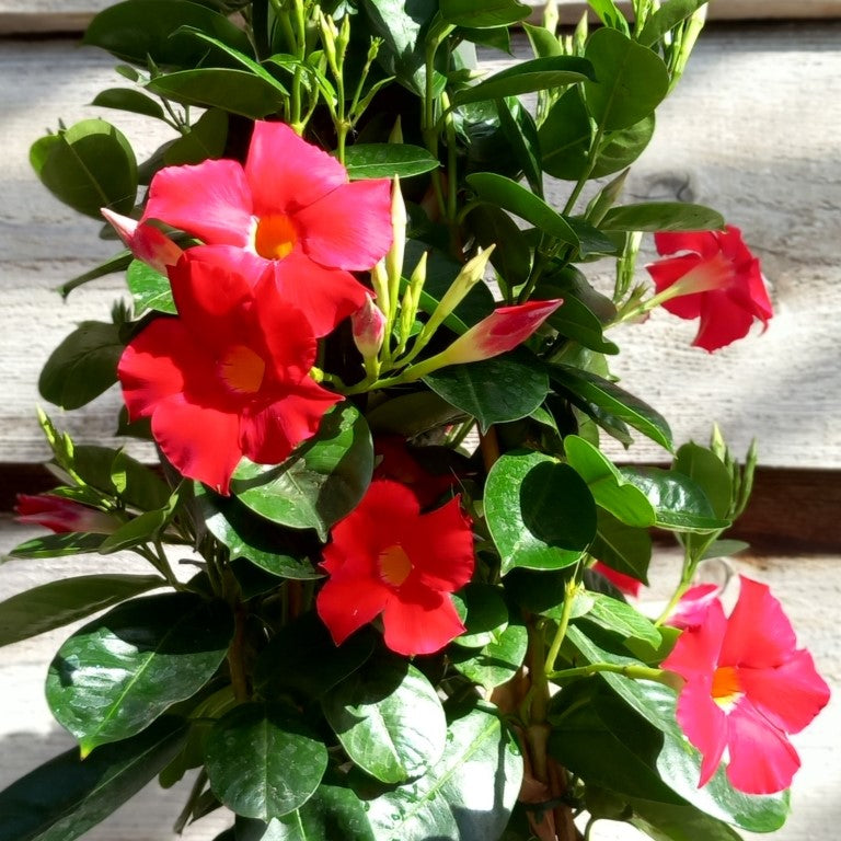 Dipladenia hybride, total 80 cm