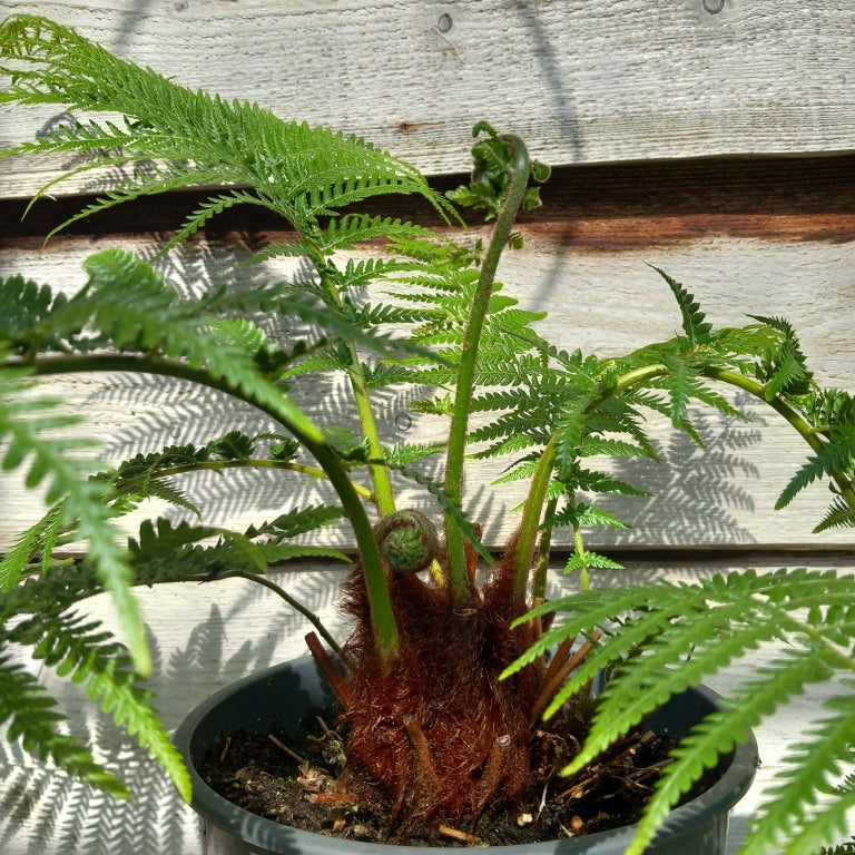 Dicksonia antarctica