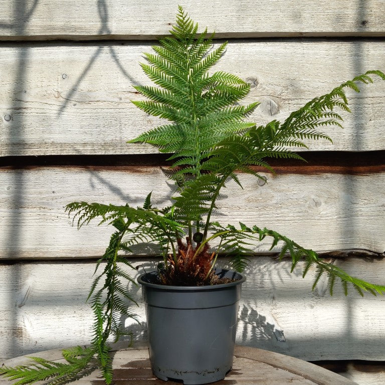 Dicksonia_antarctica