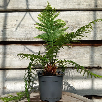 Dicksonia_antarctica