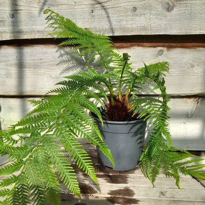 Dicksonia_antarctica
