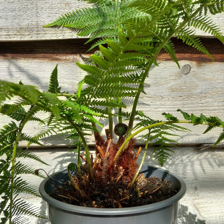 Dicksonia_antarctica