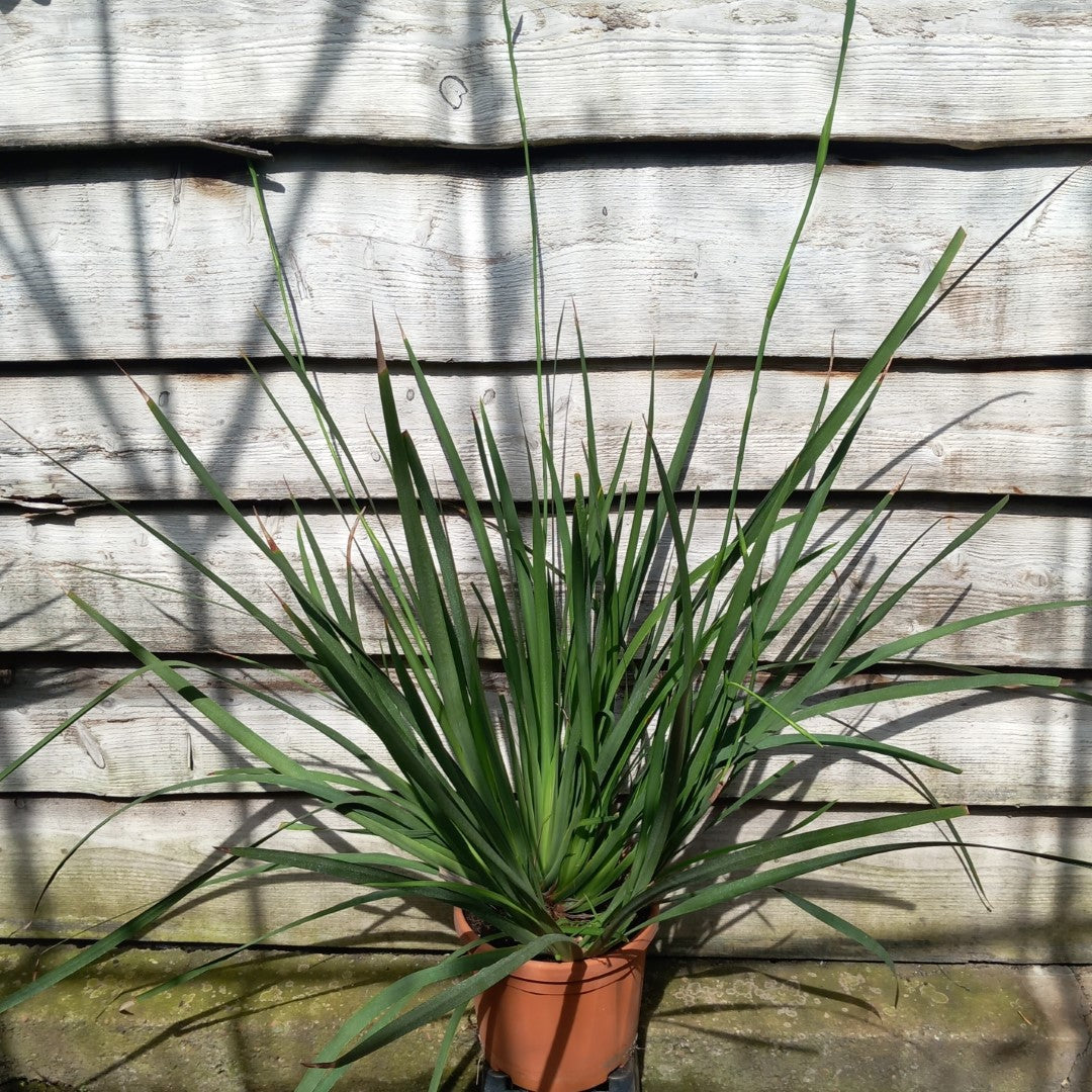 Dietes grandiflora XXL, total  120 cm, pot Ø 23 cm