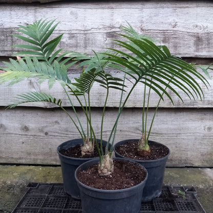 Dioon spinulosum, caudex diam. 4 cm, total 60-70 cm, 5 ltr. pot