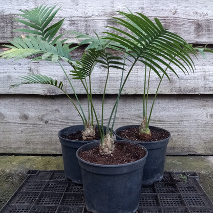 Dioon spinulosum, caudex diam. 4 cm, total 60-70 cm, 5 ltr. pot