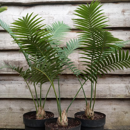 Dioon spinulosum, caudex diam. 6-7 cm, total 80-100 cm, 5 ltr. pot