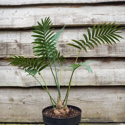 Dioon spinulosum, caudex diam. 8 cm, total 70 cm, 5 ltr. pot