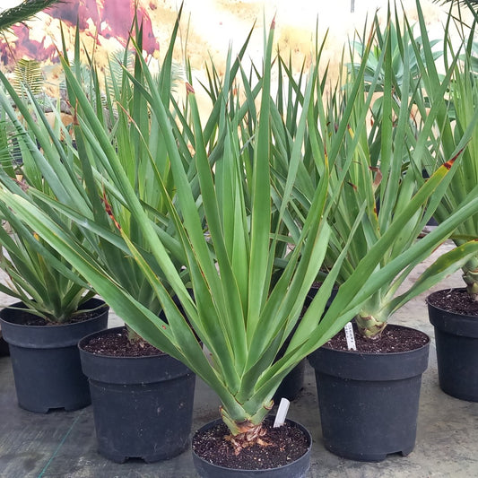 Dracaena draco, 5 ltr. pot