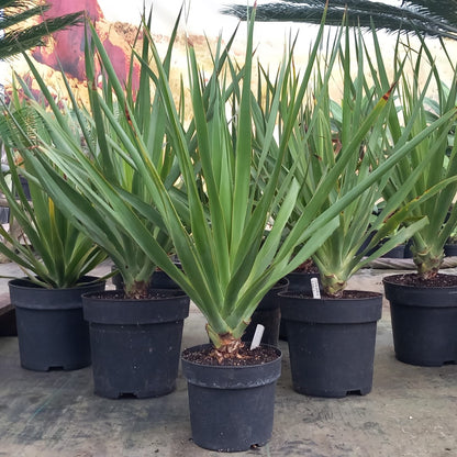 Dracaena draco, 5 ltr. pot