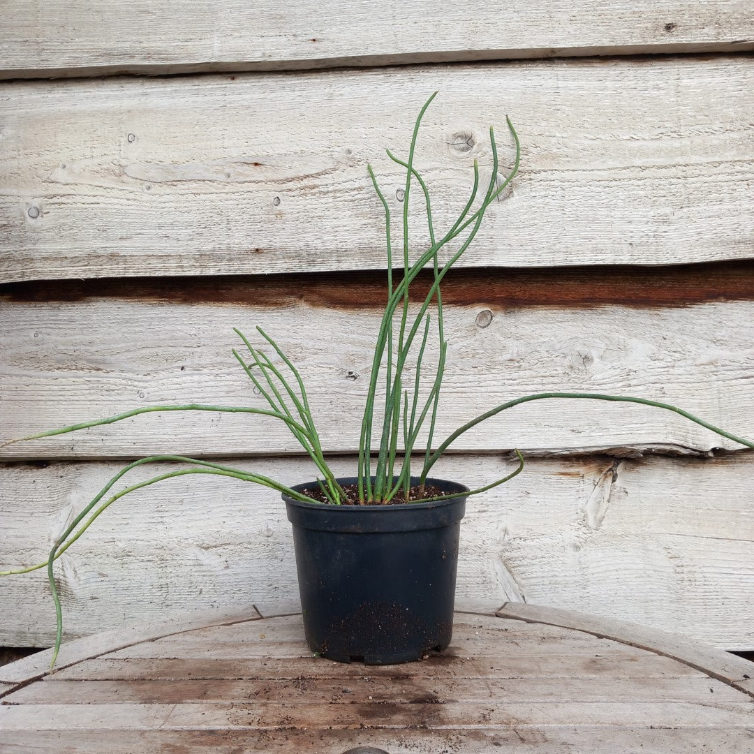 Euphorbia antisyphilitica, 3 ltr. pot