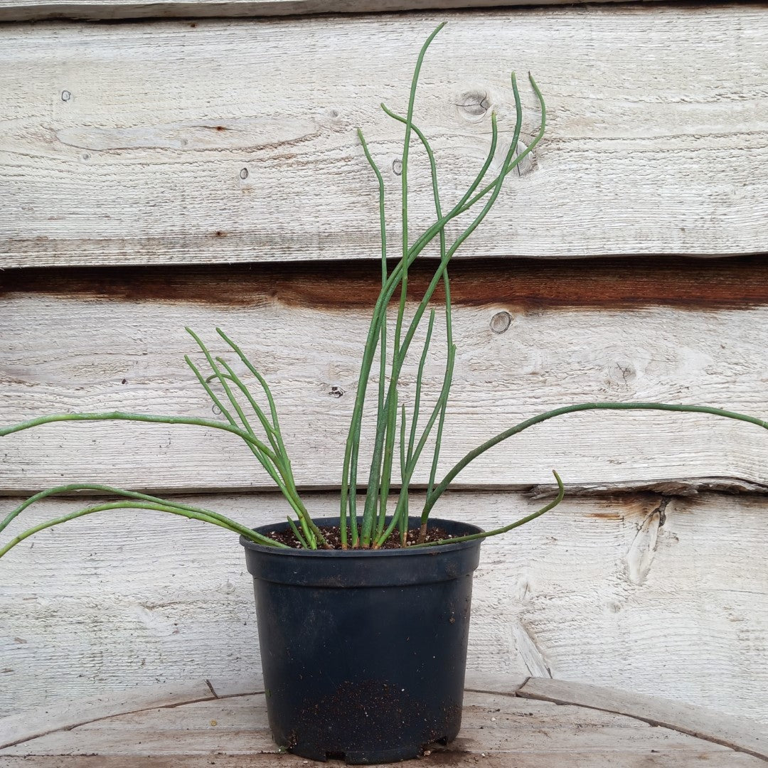 Euphorbia antisyphilitica, 3 ltr. pot