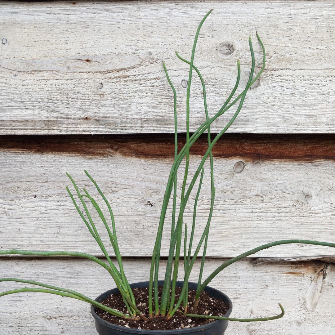 Euphorbia antisyphilitica, 3 ltr. pot