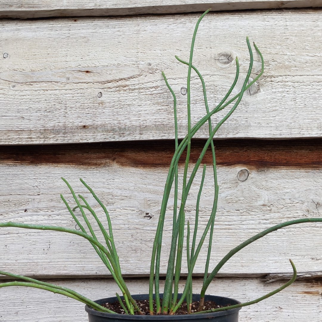 Euphorbia antisyphilitica, 3 ltr. pot