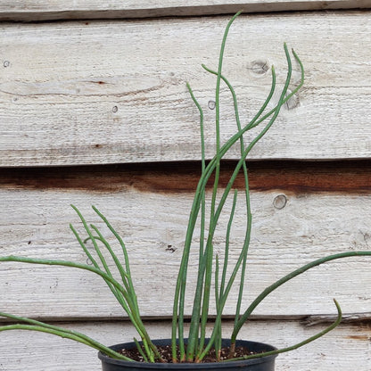 Euphorbia antisyphilitica, 3 ltr. pot