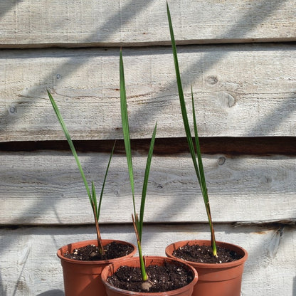 Jubaea chilensis, 2-3 leaves, 2 ltr. pot