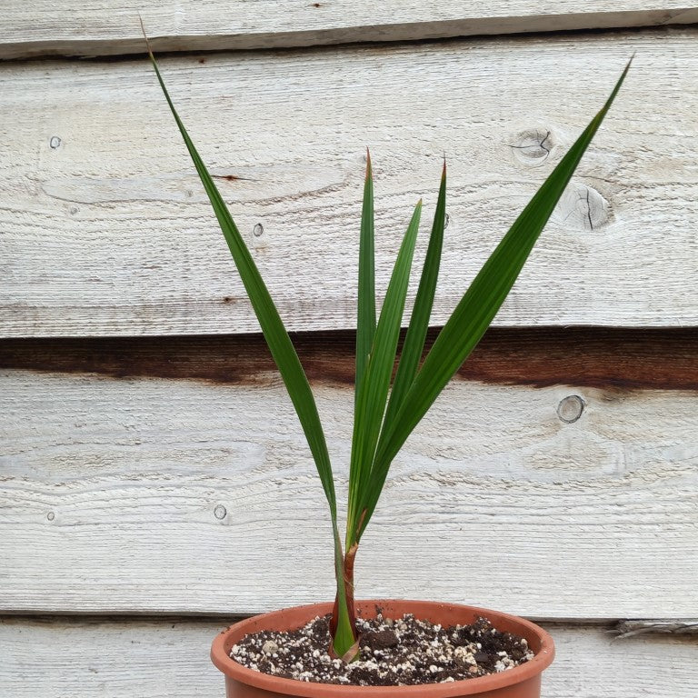 Jubaea chilensis