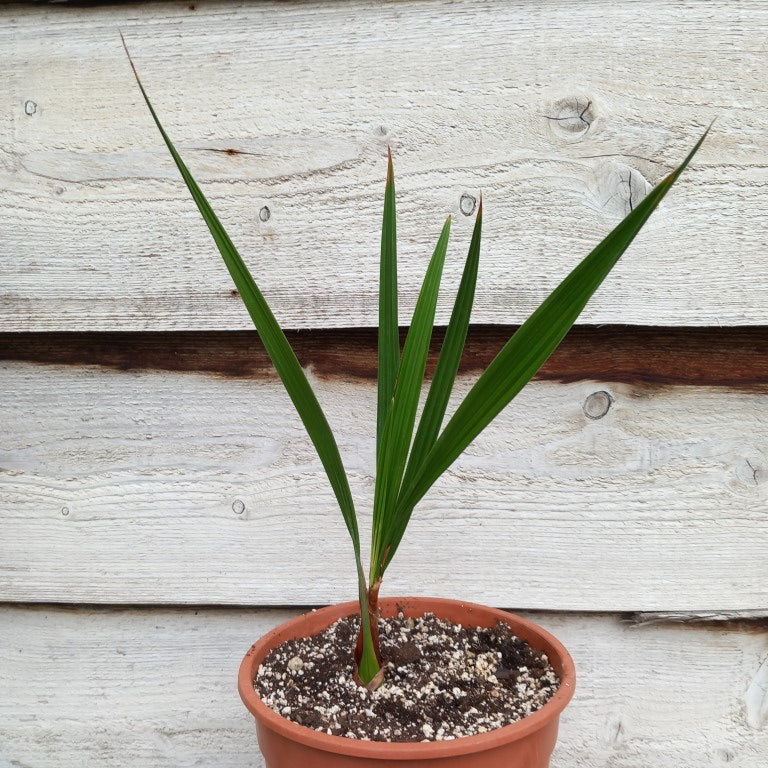 Jubaea chilensis