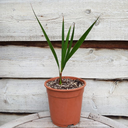 Jubaea chilensis