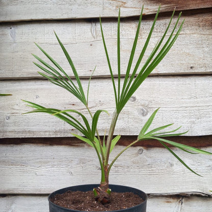 Livistona australis