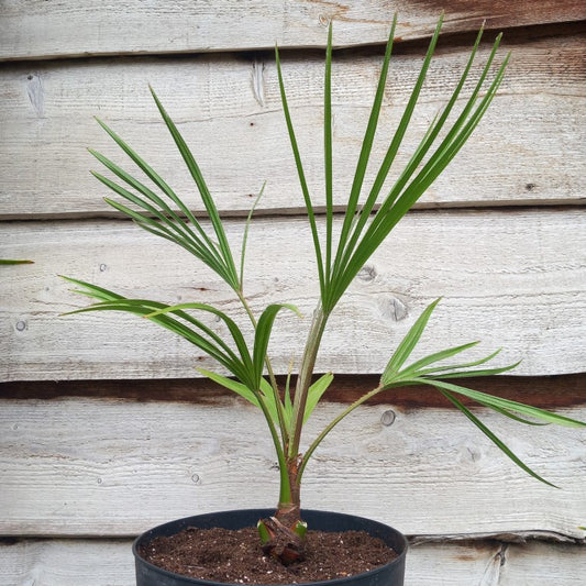 Livistona australis