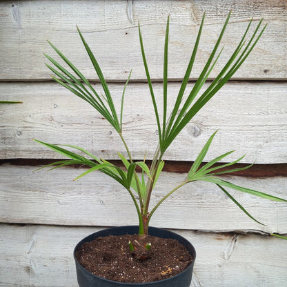 Livistona australis