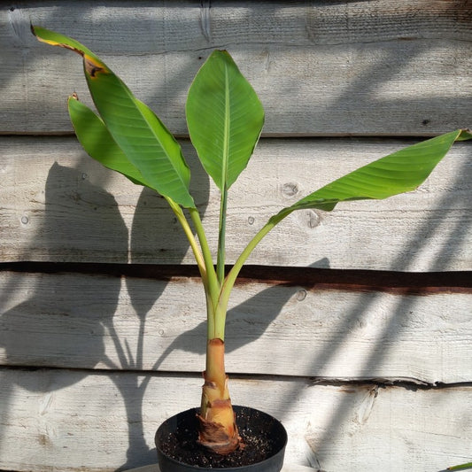 Musella lasiocarpa (Golden Lotus), total 80 cm, pot Ø 20 cm (No. 1)